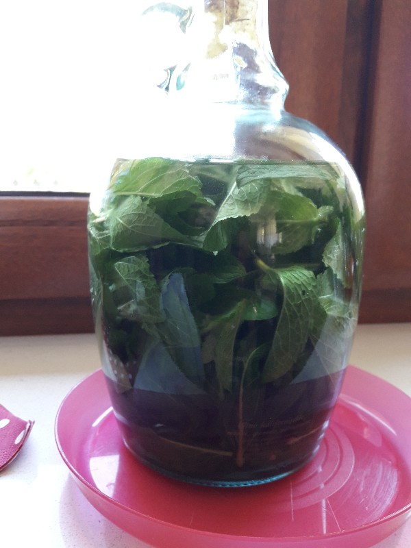 mięta w zalewie.jpg